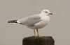 Ring-billed Gull at Westcliff Seafront (Steve Arlow) (125031 bytes) Ring-billed Gull at Westcliff Seafront (Steve Arlow) (125031 bytes)